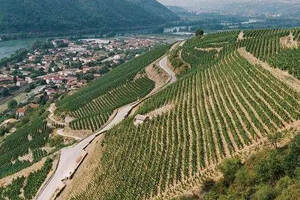 法国罗讷河流域罗讷河丘(COTESDURHONE)产区的葡萄酒