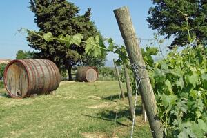意大利葡萄酒工业的历史进化（意大利葡萄酒历史文化）