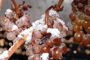 我国东北产区主要种植酿酒葡萄品种