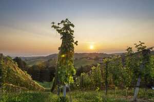 奥地利葡萄酒主要产区