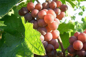 干红葡萄酒生产日期写着是去年