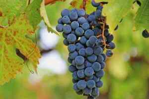 五种常见的红葡萄酒品种