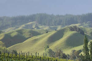 鲁道夫酒庄NeudorfVineyards