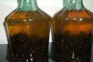 虎头蜂泡酒的功效与作用，虎头蜂酒的禁忌