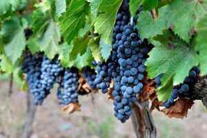 阿根廷最纯净最天然的葡萄酒