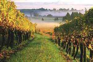 新西兰葡萄酒产区概况