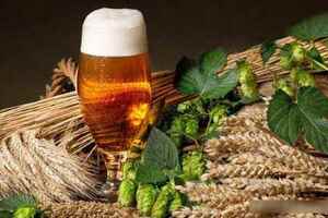 见过啤酒花吗？为什么酿造啤酒用大麦芽？大麦啤酒与小麦啤酒区别