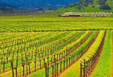 加州葡萄酒历史