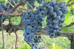 金钱溪——气候温和的葡萄酒产区