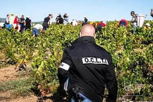 法国警方捣毁葡萄园劳工贩运网络