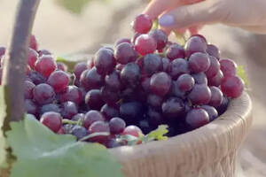 酿酒葡萄与鲜食葡萄的区别（酿酒葡萄和鲜食葡萄的区别）