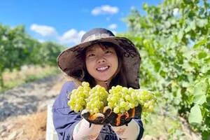 宁夏贺兰山东麓葡萄酒产区迎来2021年榨季