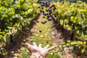 智利最著名的葡萄酒产区
