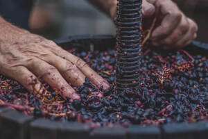 一颗葡萄的一生：从葡萄到红酒必须经历的6个工序