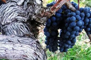 红酒葡萄品种西拉