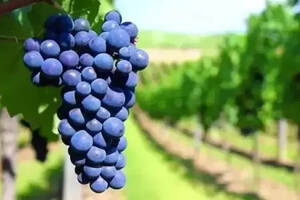 葡萄酒用的葡萄品种