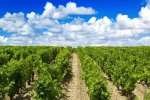 法国红酒葡萄品种