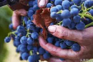 想要了解葡萄酒，需要记住的葡萄品种不多，“4红4白”足够了！
