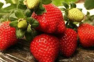 吃草莓真的能缓解酒精对身体的伤害？