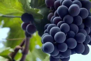 法国葡萄品种之——神索（法国红酒葡萄品种）