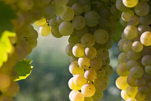5个流行的意大利白葡萄品种（意大利白葡萄品种有哪些）