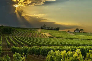 世界重要的葡萄酒产区：法国西南部在哪里？（附地图）