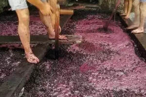 红葡萄酒的酿造过程