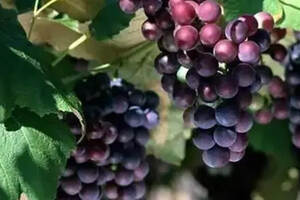 什么是葡萄酒的果香味