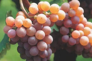 粉红色的白葡萄品种（意大利的白葡萄品种）