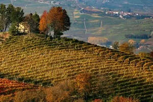 2018年年份意大利葡萄酒产量预测新鲜出炉