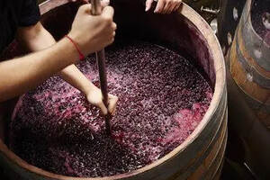 关于酿造葡萄酒所用的葡萄