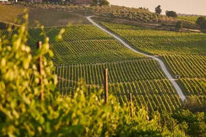 南非葡萄酒的特点