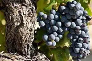 新疆酿酒葡萄品种