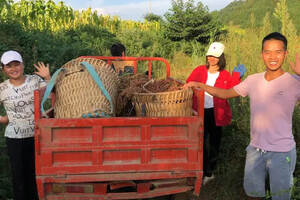 国台：20万亩红高粱“酿造”乡村振兴梦