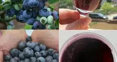 蓝莓酒酿制