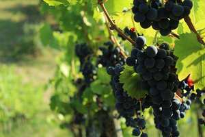 “醉”受欢迎的10种葡萄品种