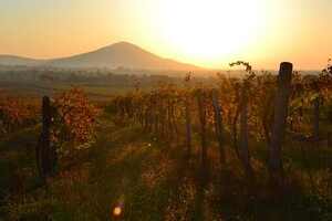 各个葡萄酒产区的气候环境是怎样的？