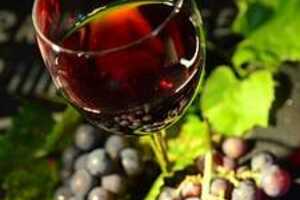 野生山葡萄酒的酿制方法