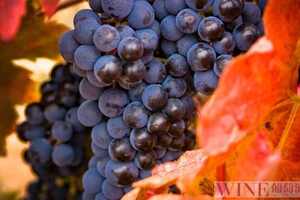 红葡萄酒八大品种