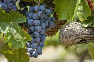 旧世界产区中，土壤如何影响葡萄酒的口感，土壤很重要吗