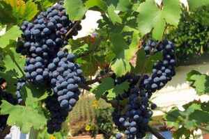 酿酒葡萄品种及图解