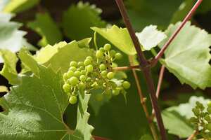 葡萄牙的“绿色葡萄酒”入门指南