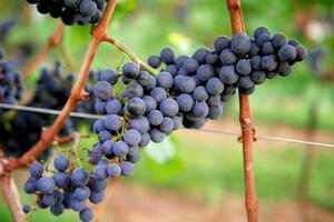 芬格湖葡萄酒产区独特的葡萄品种