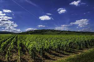 罗纳河谷地南部成为主要葡萄酒产地的条件