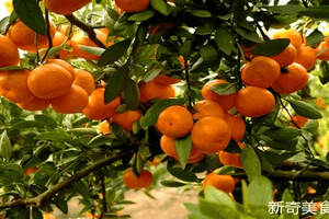 秋季橘子的百变吃法，意想不到的养生方式，比生吃还要有营养