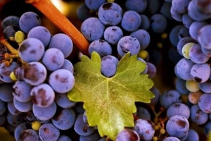 适合酿酒的葡萄品种