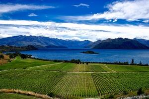 新西兰葡萄酒：两个最好的葡萄酒品种