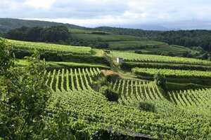 法国有多少葡萄酒酒庄