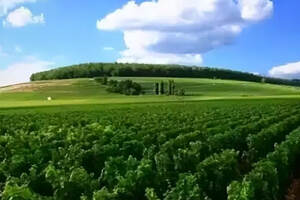【法庄】勃艮第精英酒庄不同流派的葡萄种植法—理性控制法