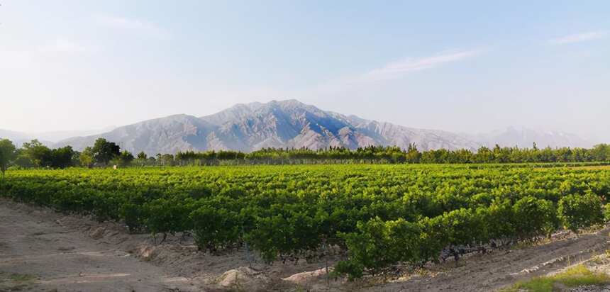 名夏葡萄酒——从宁夏“风土”中汲取品牌力量